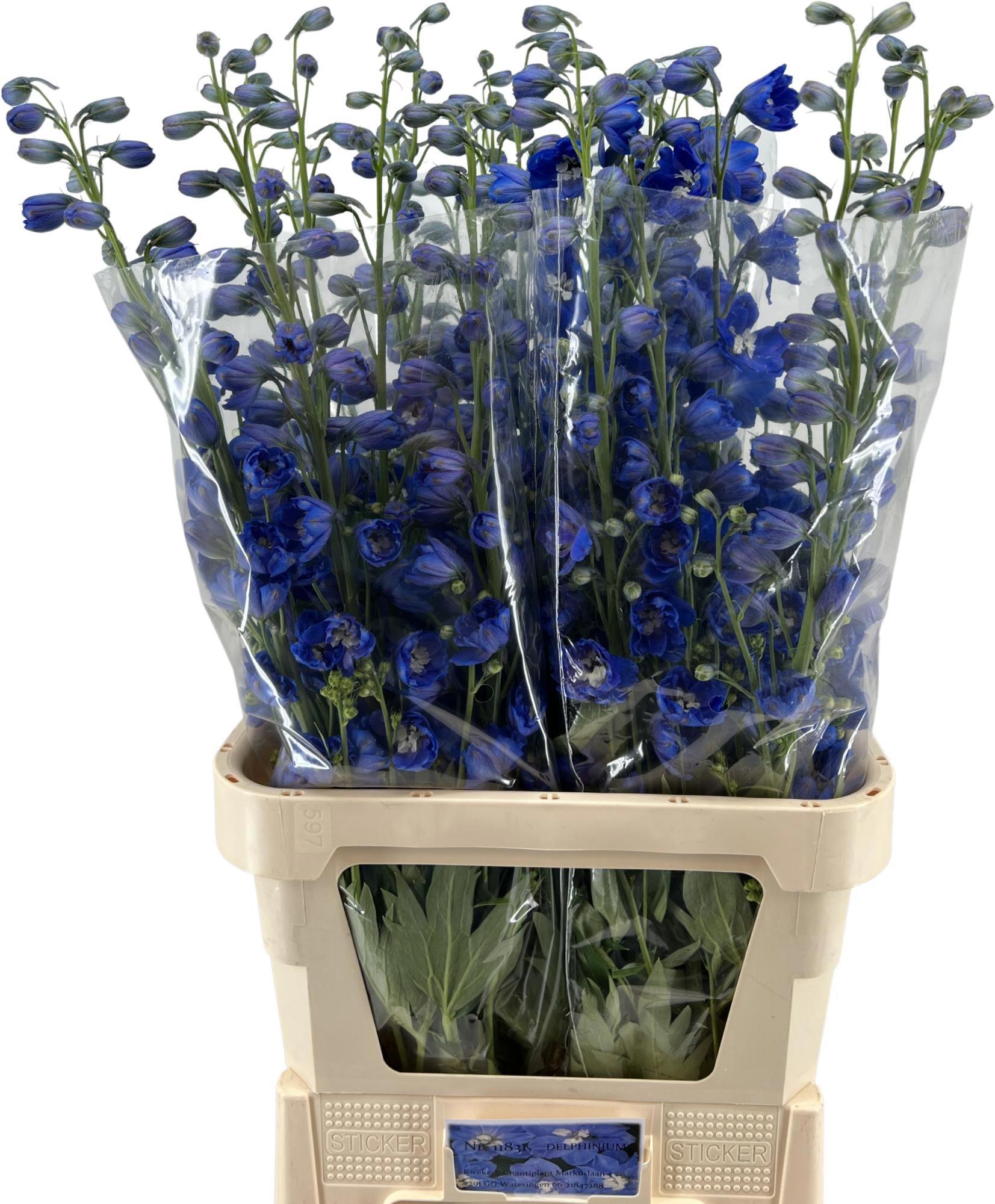 10x Delph.kings blue arrow du 80cm