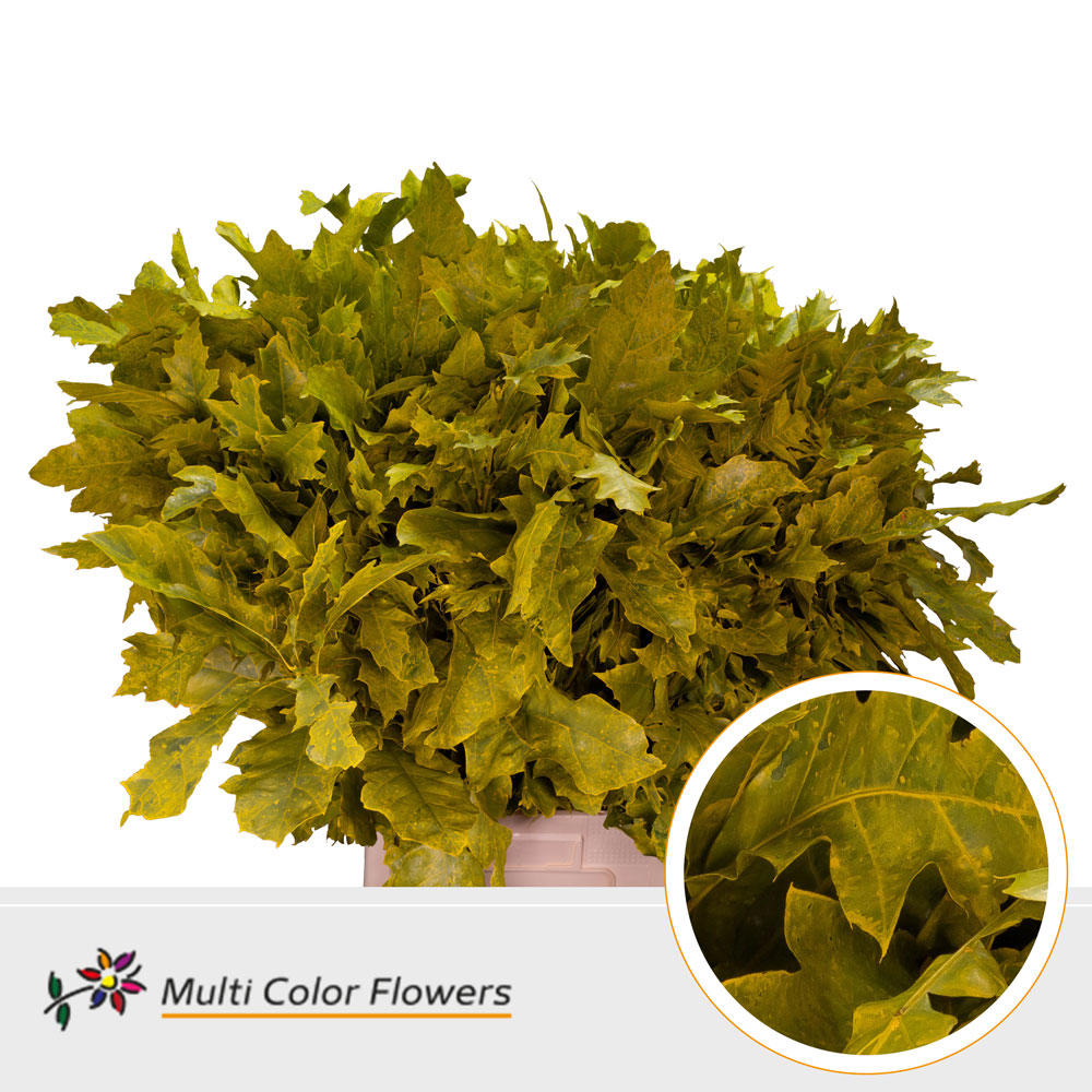 20x Sg quercus geel 80cm