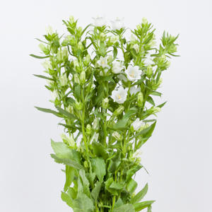 10x Camp.med.champ.white 70cm