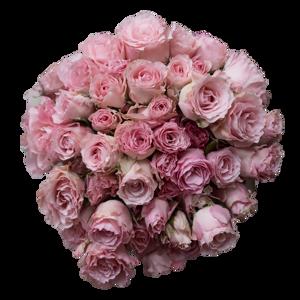 12x Rosa constellation 50cm