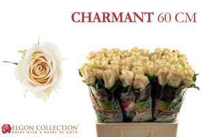 20x Rosa charmant 60cm