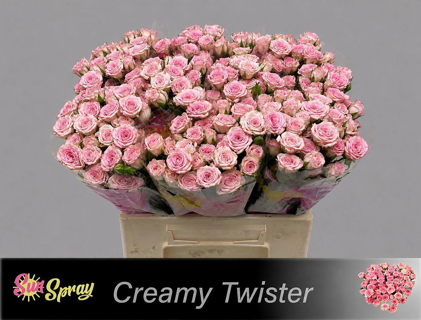 10x Rosa tr. creamy twister 40cm