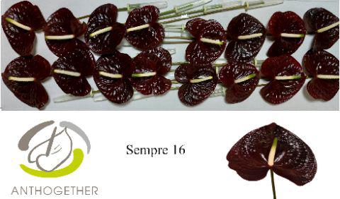16x Anth.sempre 10cm