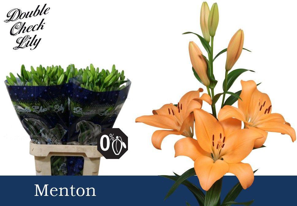 10x Lil.menton 80cm