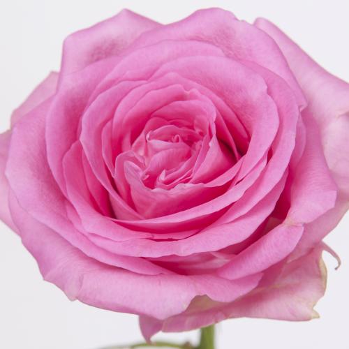 10x Rosa revival 40cm