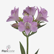 10x Alstroemeria layla 70cm