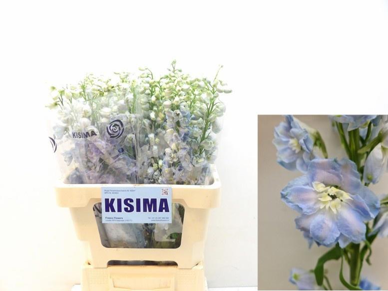 10x Delph.skyblue whitebee du 60cm