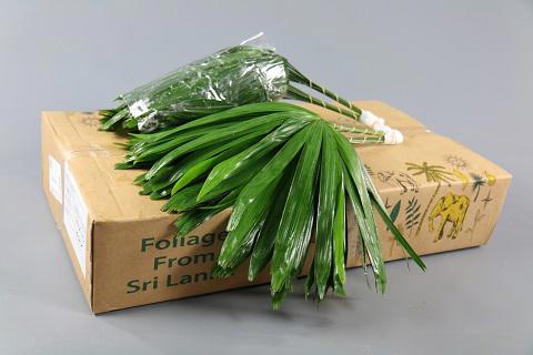 10x Sg rhapis palm 50cm