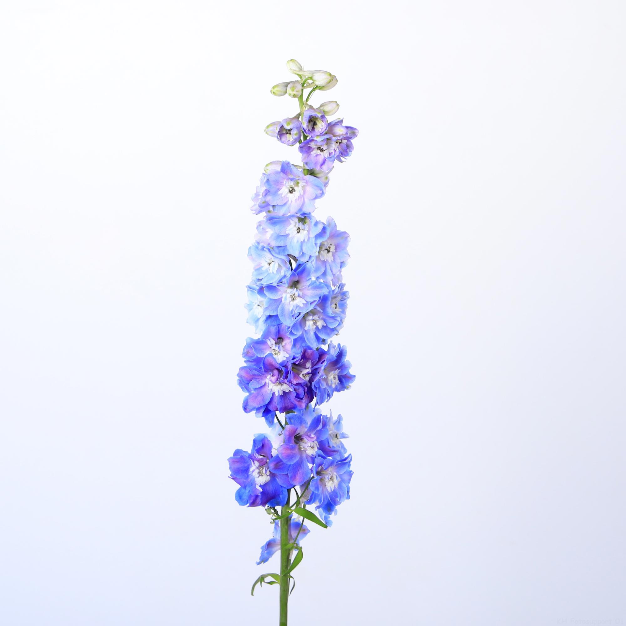 10x Delph.guardian blue du 80cm