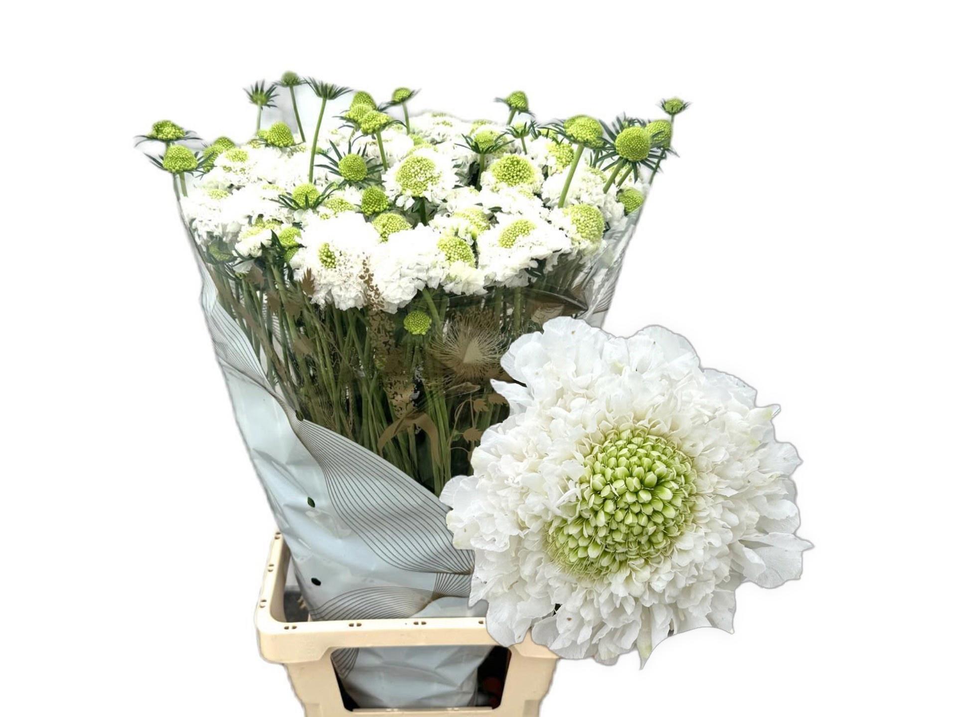 50x Scabiosa focal scoop white improved 70cm