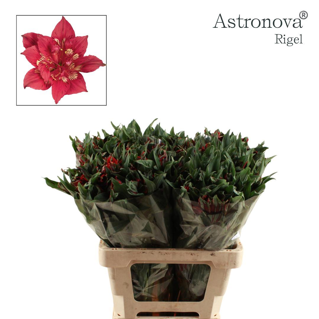 10x Alstroemeria astro.rigel 60cm