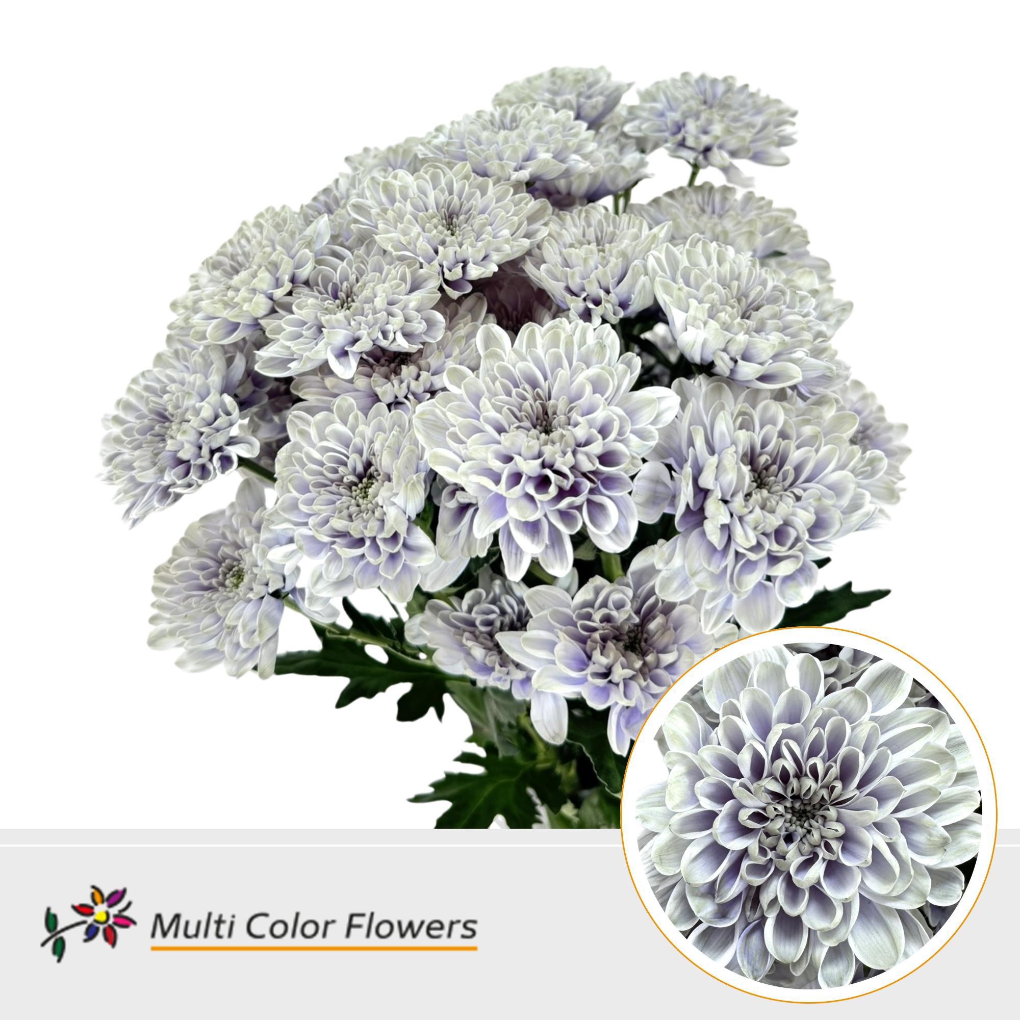 10x Chrysant altaj blue foot 60cm