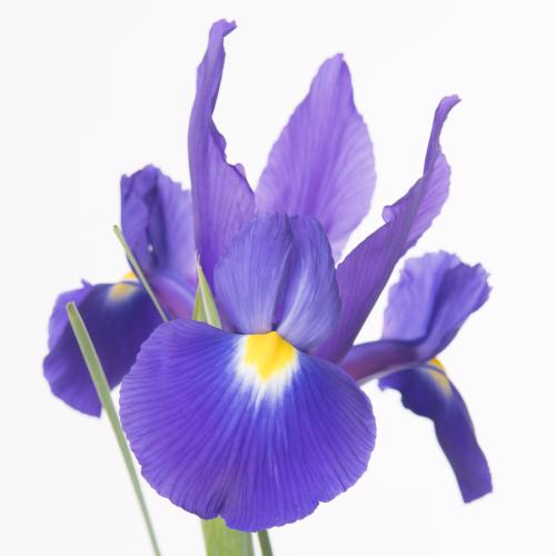 50x Iris hongkong 60cm