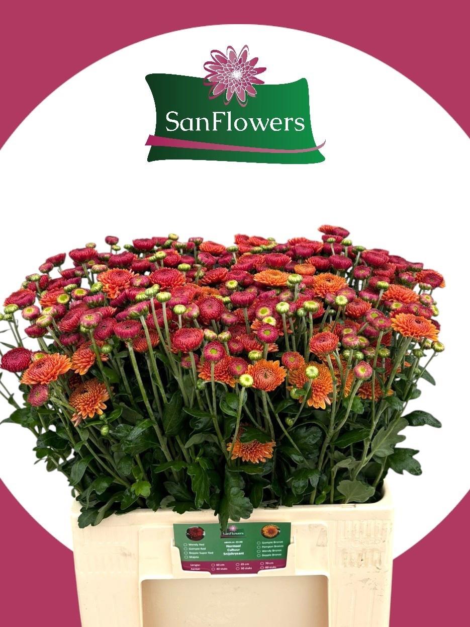 6x Chrysant bruno 60cm