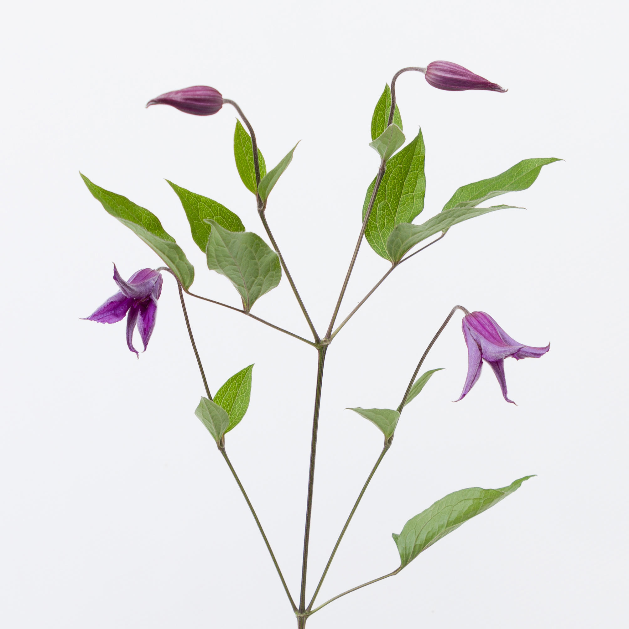 10x Clematis blue pirouette 60cm