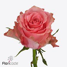 10x Rosa jazzeberry 60cm