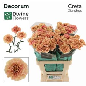 20x Dian.st.creta 60cm