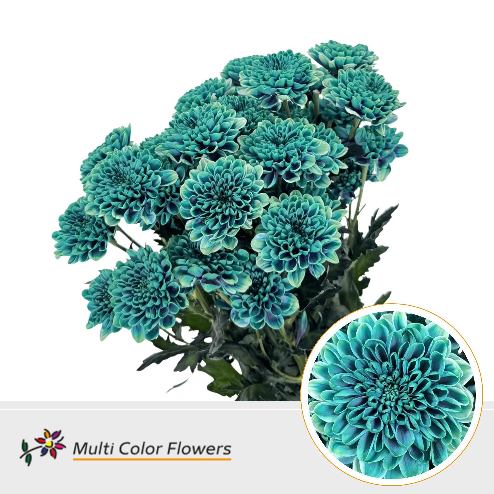 10x Chrysant altaj joker 60cm