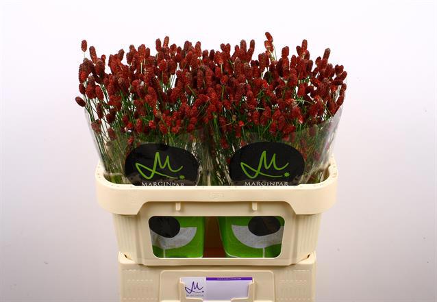 50x Sanguisorba red dream 70cm