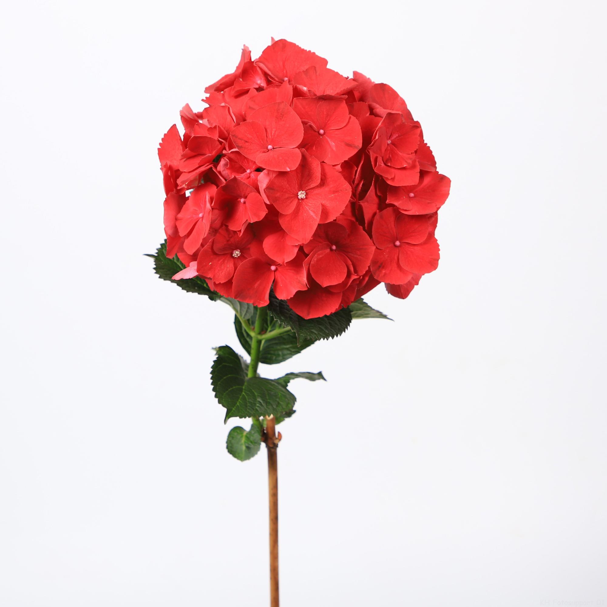 10x Hydr.mag.rubyred 60cm