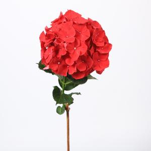 10x Hydr.mag.rubyred 60cm