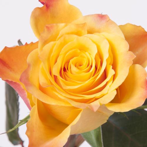 20x Rosa marie-claire! 50cm