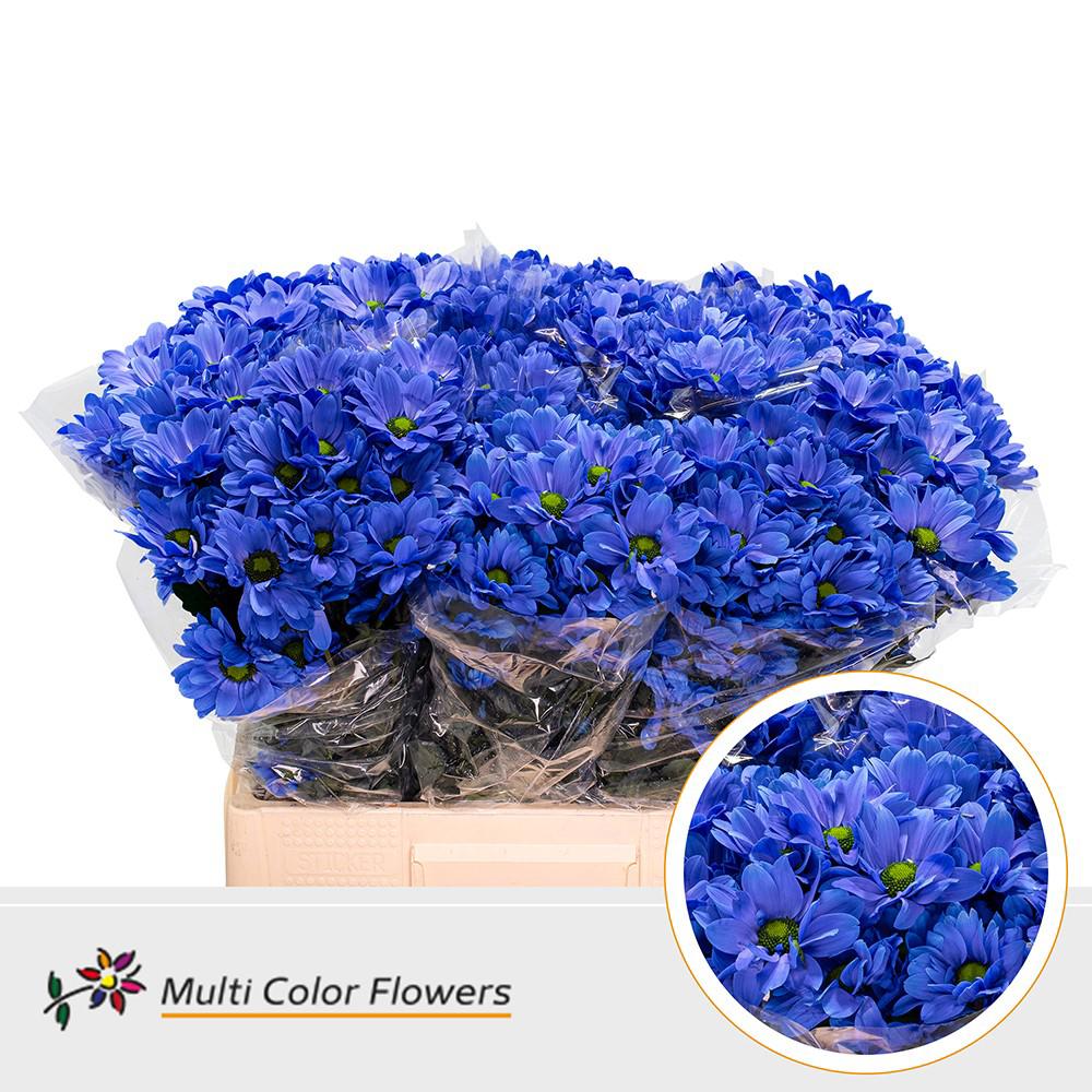 10x Chrysant kennedy blauw 60cm