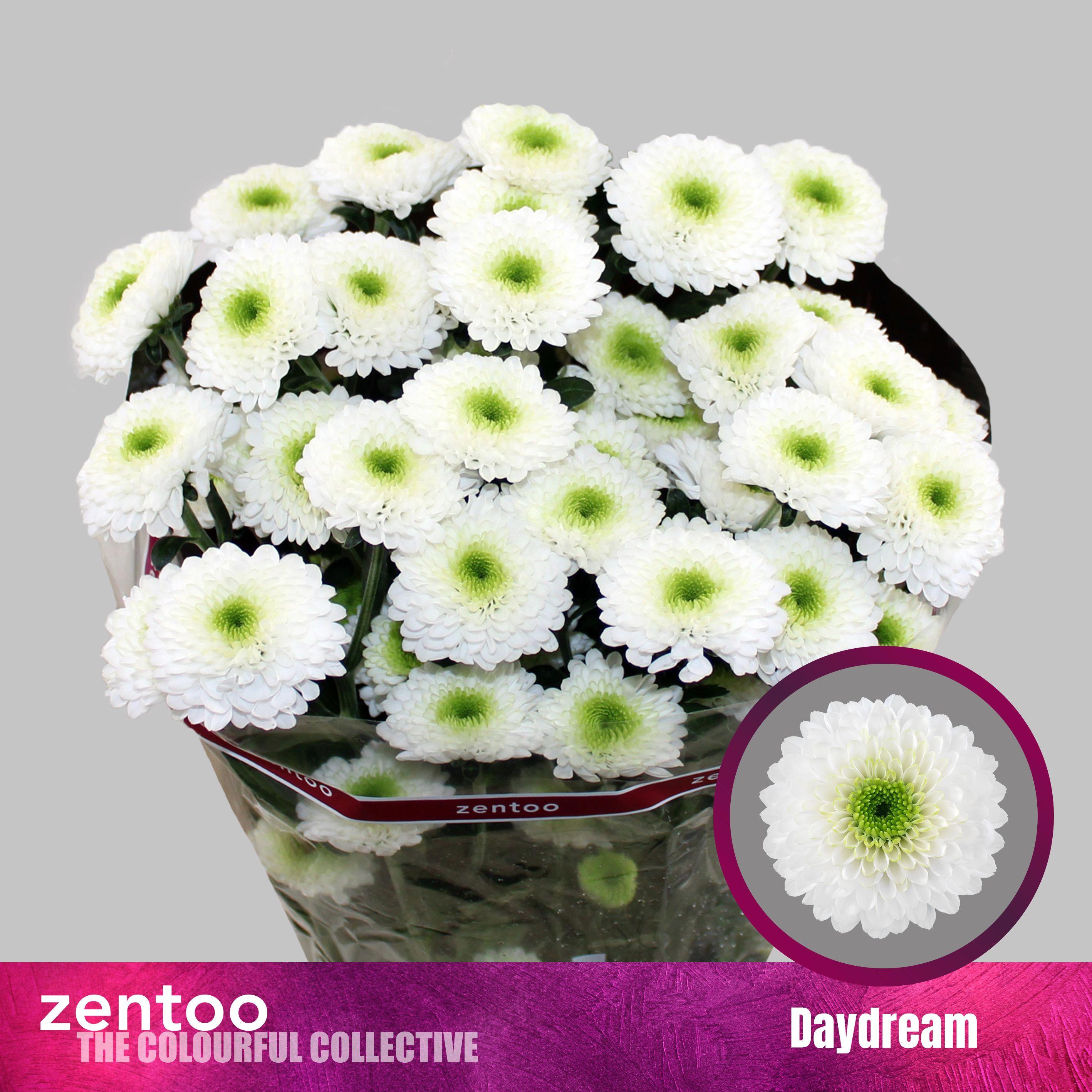 10x Chrysant daydream 70cm
