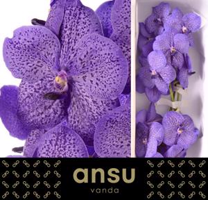 4x Vanda sun.lavender sprinkles 20cm