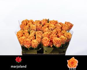 10x Rosa novi 40cm