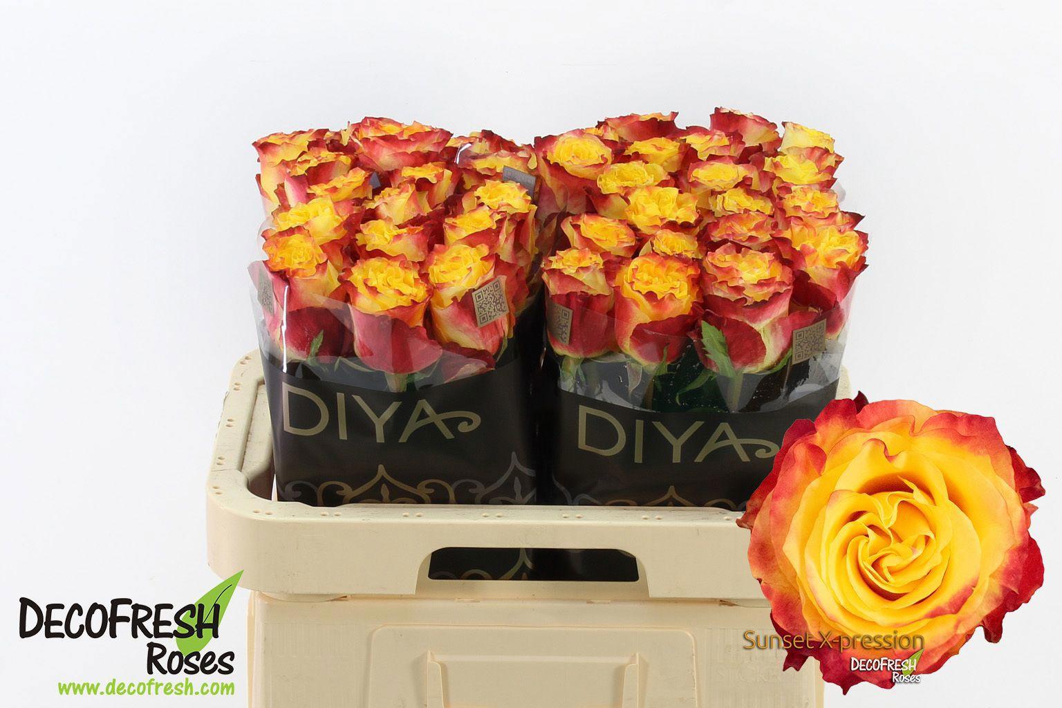 20x Rosa sunset x-pression 60cm