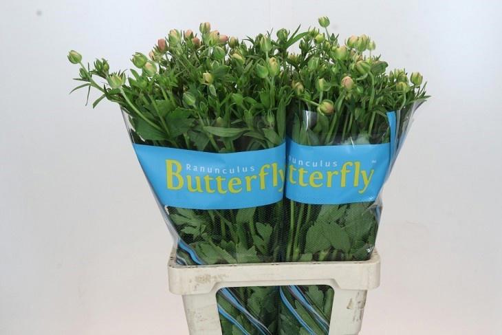 10x Ran.butterfly eris 70cm
