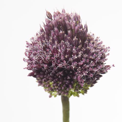 10x Allium forelock 80cm