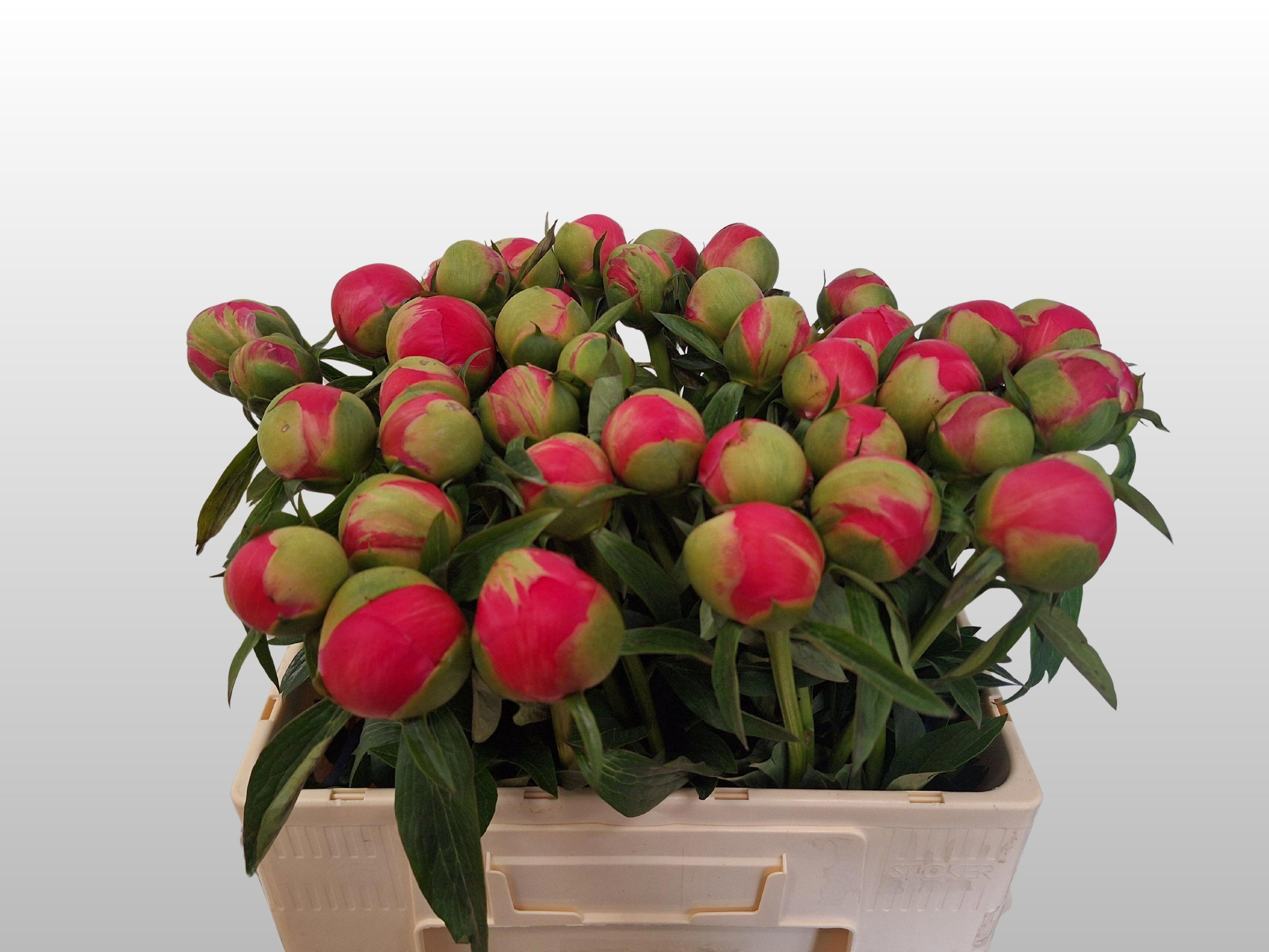 10x Paeonia coral charm 50cm