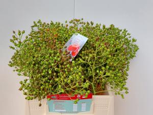 40x Rosa autumn flush 40cm
