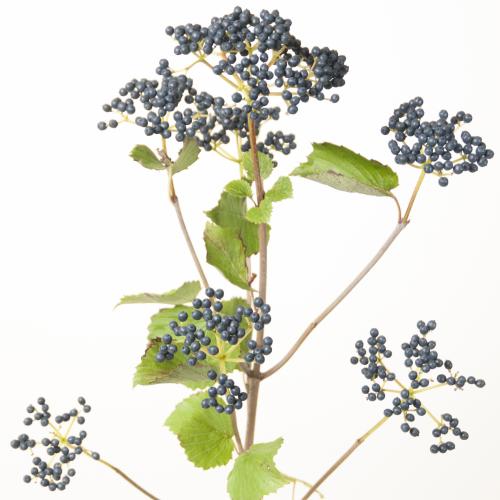 10x Vibur.blueberry hill 80cm