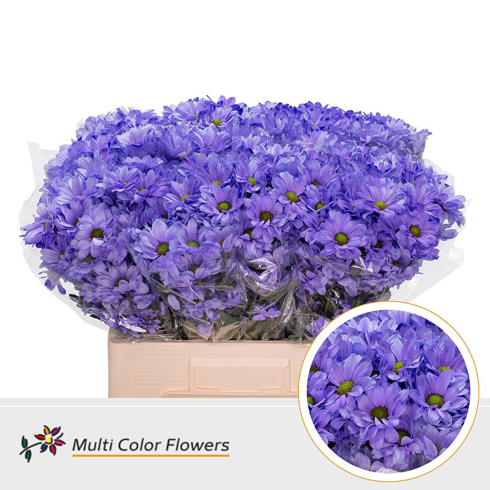 10x Chrysant kennedy milka 60cm