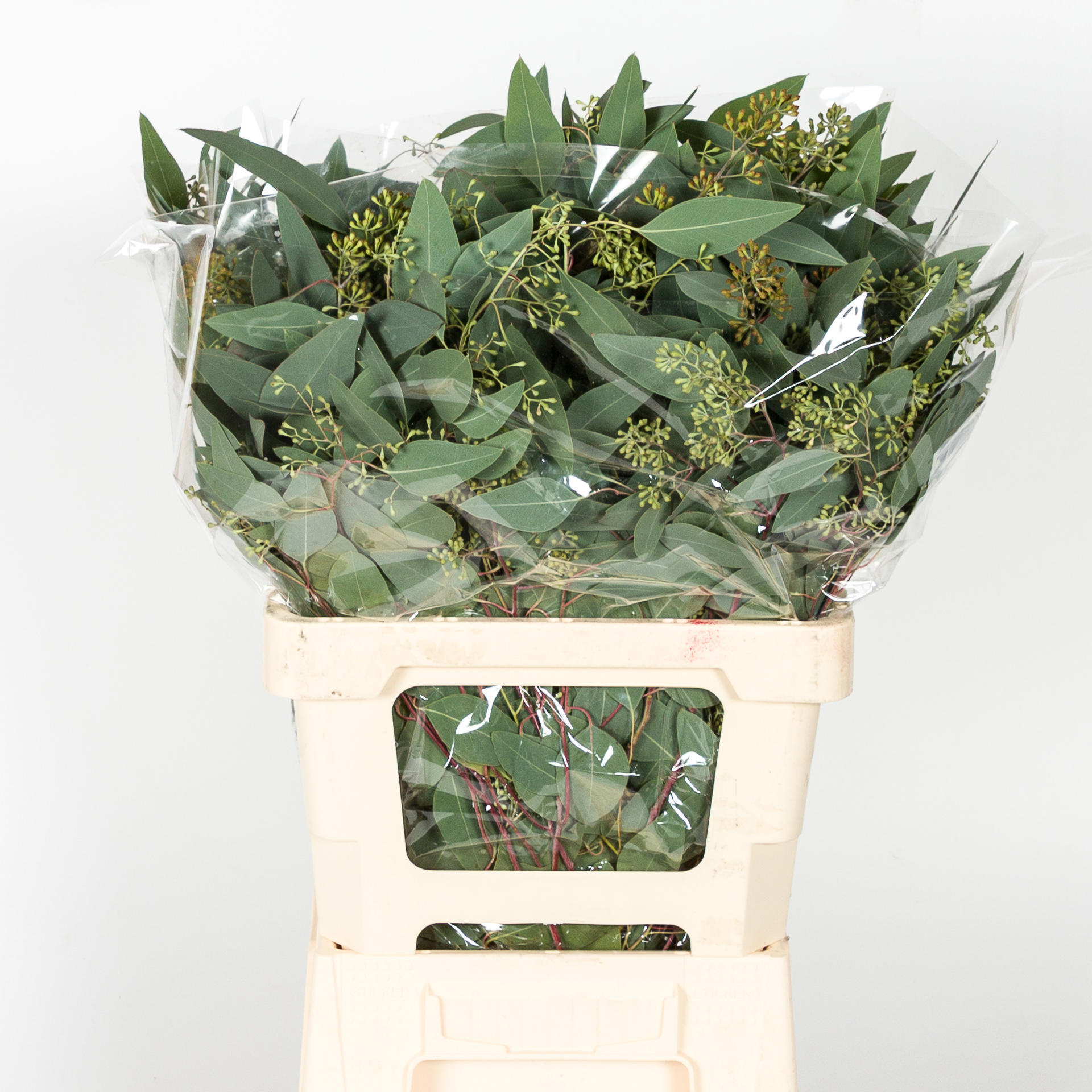 5x Sg eucalyptus pol.bes 60cm