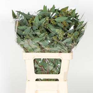 5x Sg eucalyptus pol.bes 60cm