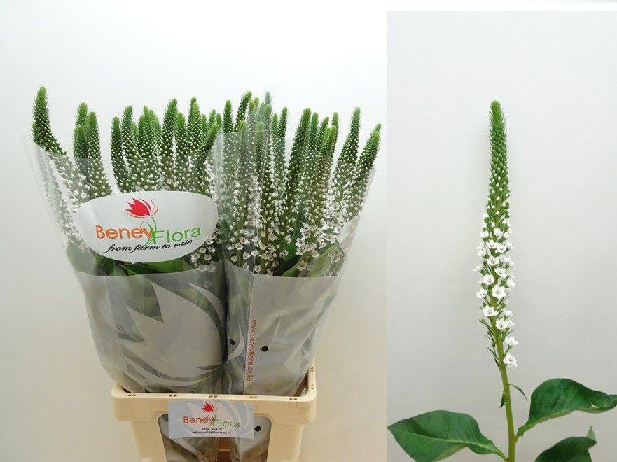 25x Lysimachia moonlight 80cm