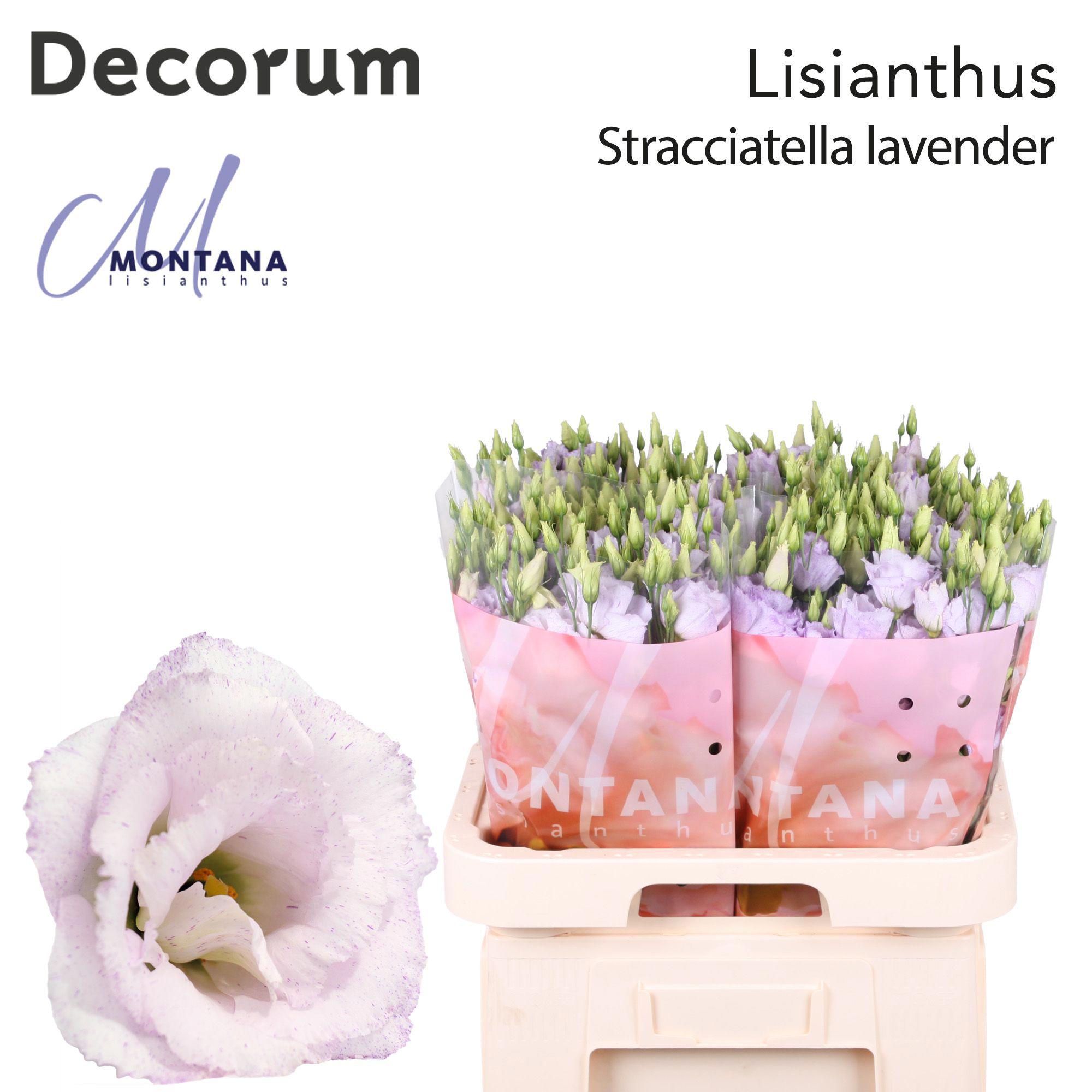 10x Eust.stracciatella lavender en 70cm