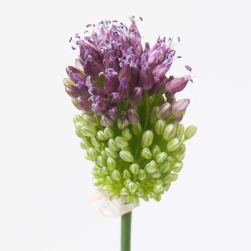 50x Allium sphaer.(kogel) 70cm