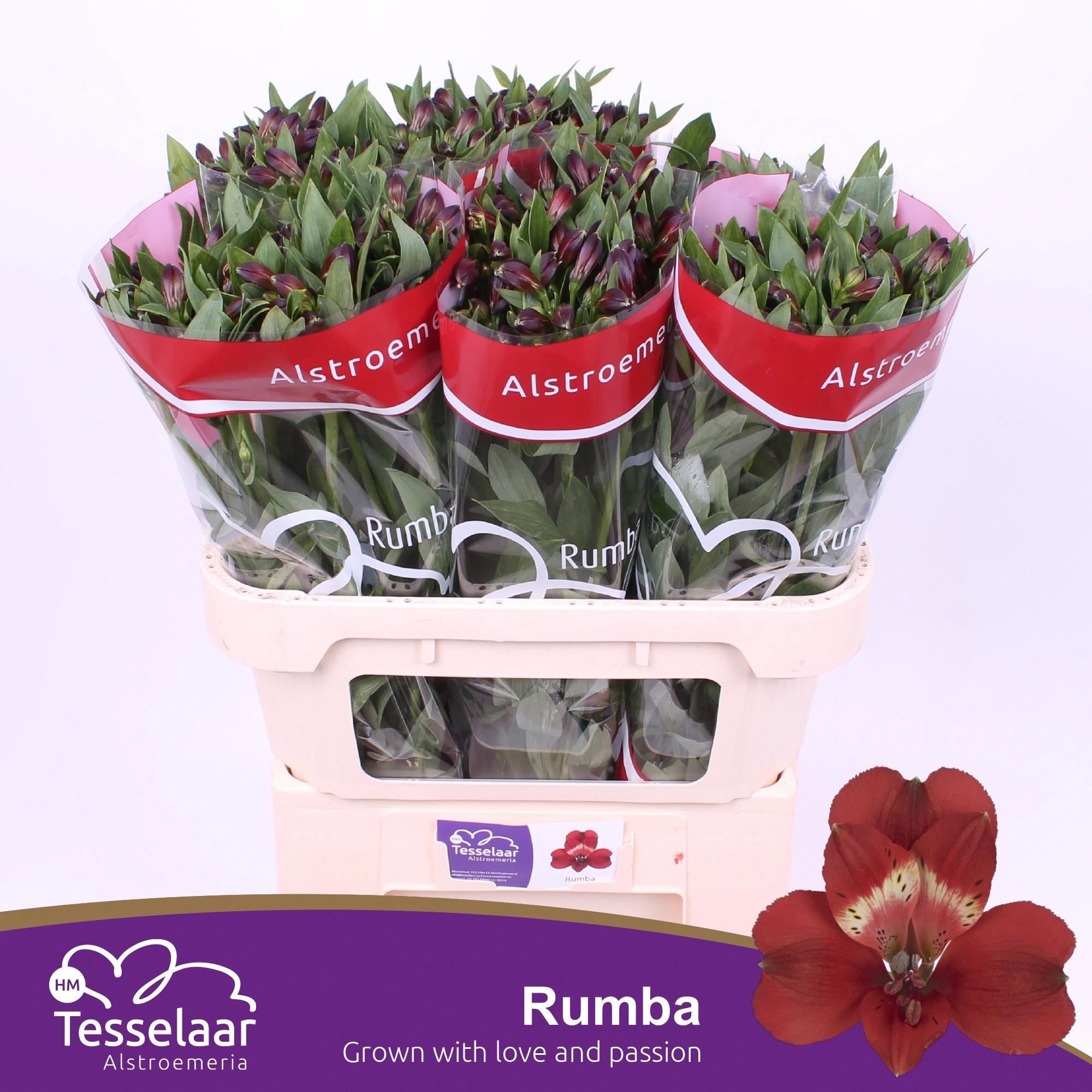 10x Alstroemeria rumba 70cm