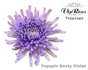 20x Chrysant topspin dusty violet 70cm