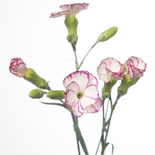 20x Dian.tr.solomio tino 60cm