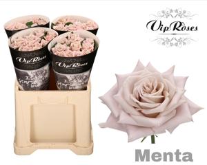 20x Rosa menta 60cm