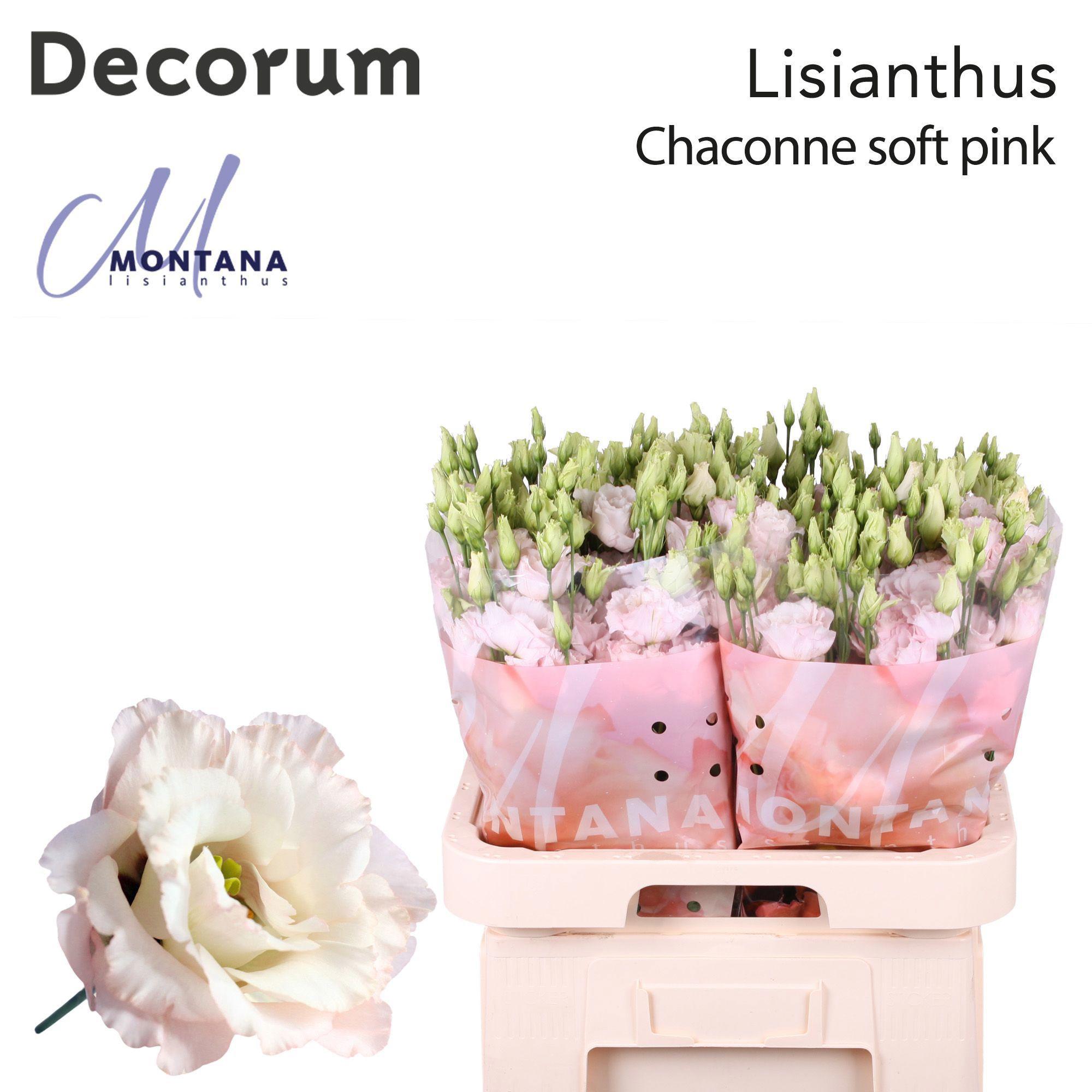 10x Eust.chaconne soft pink du 70cm
