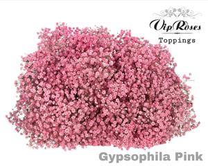 25x Gipskruid xlence roze 80cm
