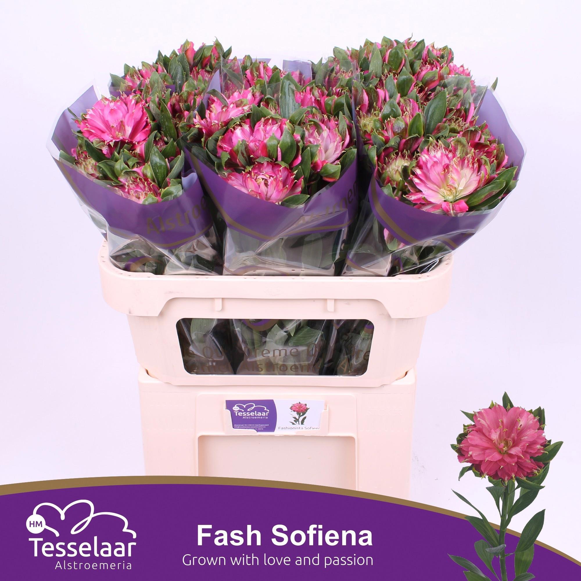 10x Alstroemeria fashionista sofiena 70cm