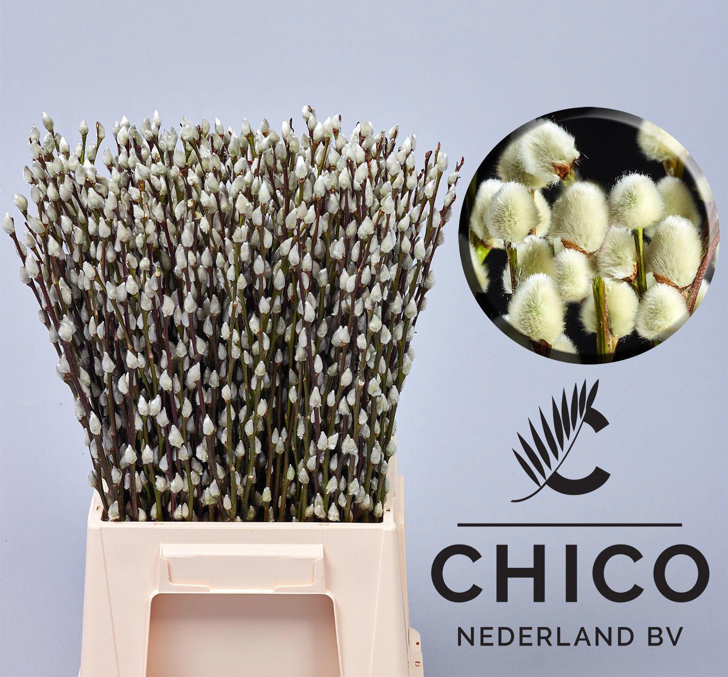 10x Tk salix snowflake 50cm